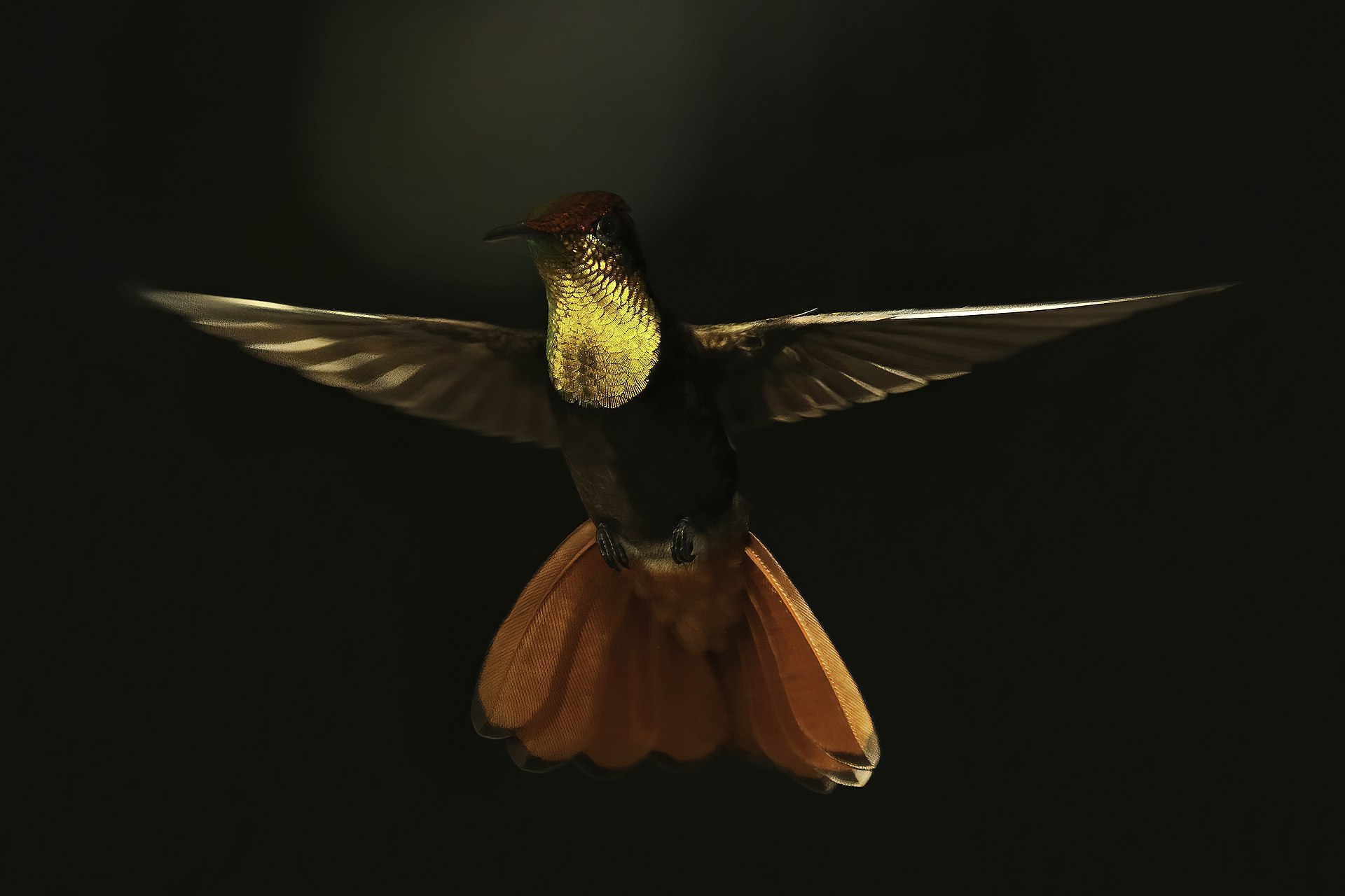 Why Is My Hummingbird Aggressive?