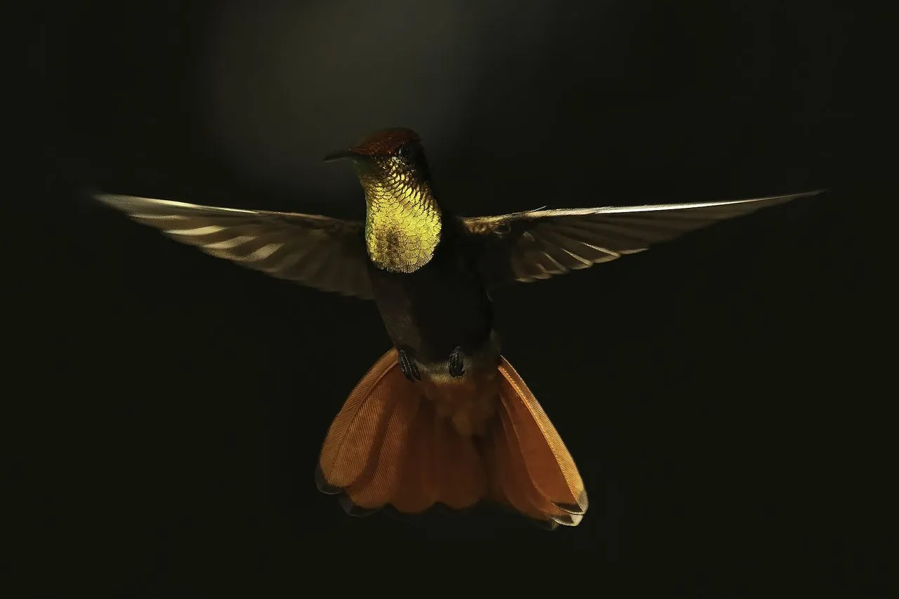 Why Is My Hummingbird Aggressive?