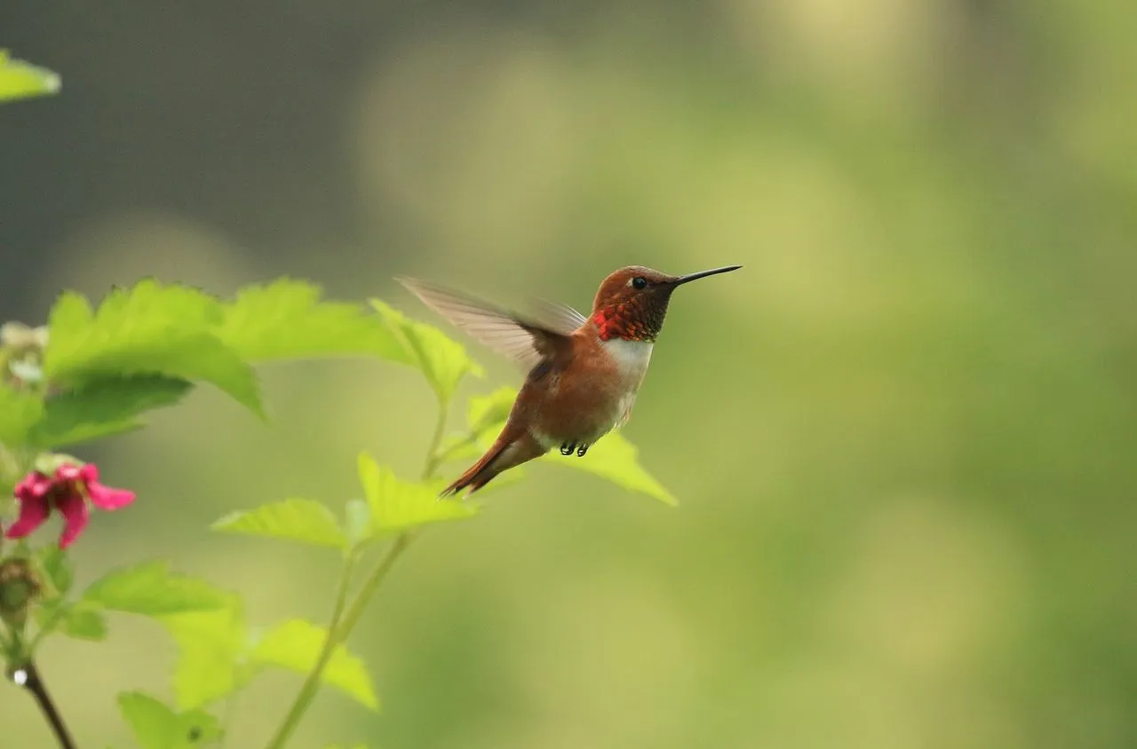 Rufous Hummingbird (Selasphorus rufus): The Long-distance Migratory Hummer