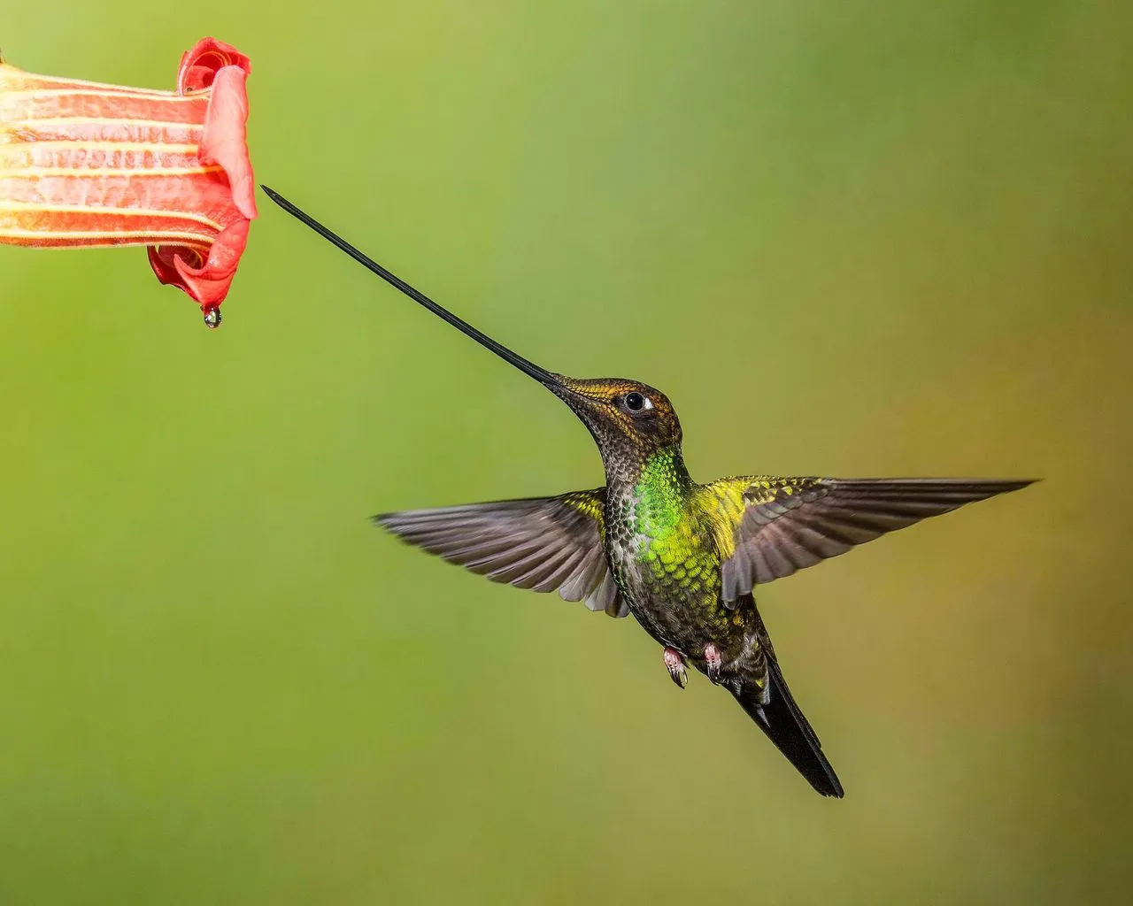 Sword-billed Hummingbird (Ensifera ensifera): The Bird Whose Bill Outlasts Its Body