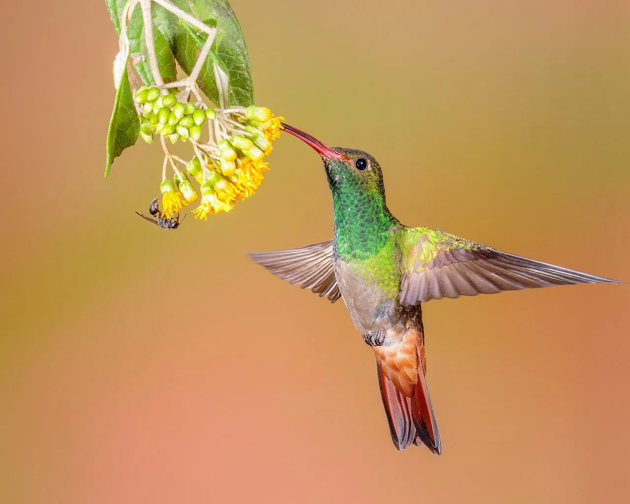 The Complete Hummingbirds Guide: Identification, Feeders & Sugar Solution
