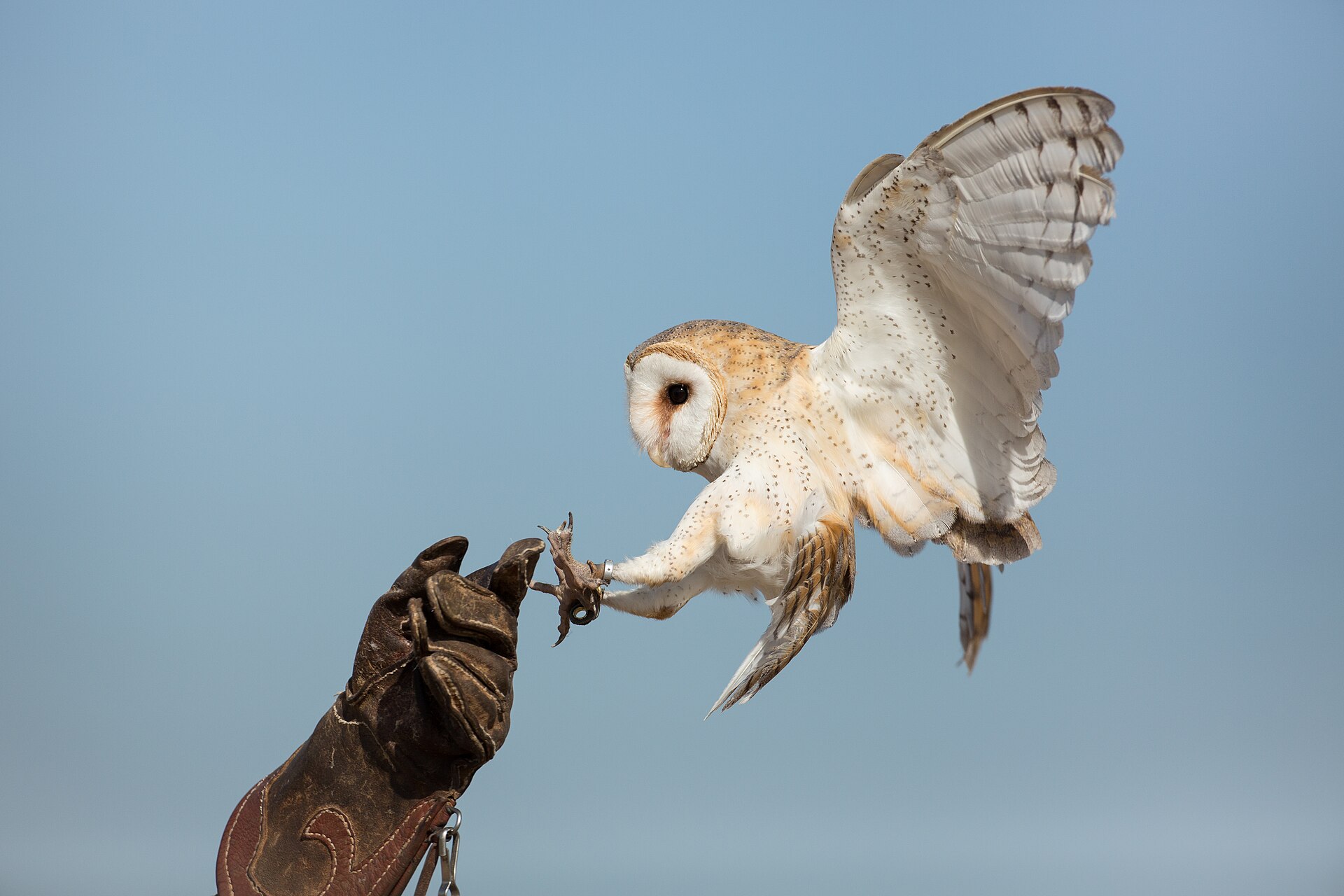 Great Horned Owl vs Barred Owl: The Nighttime ID
