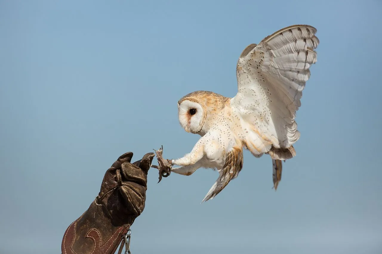 Great Horned Owl vs Barred Owl: The Nighttime ID
