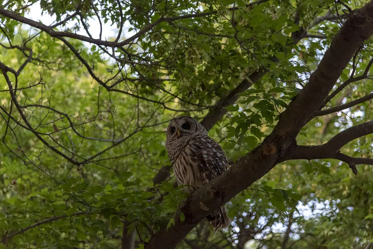 Barred Owl (Strix varia): Identification, Voice & Eastern Forest Range