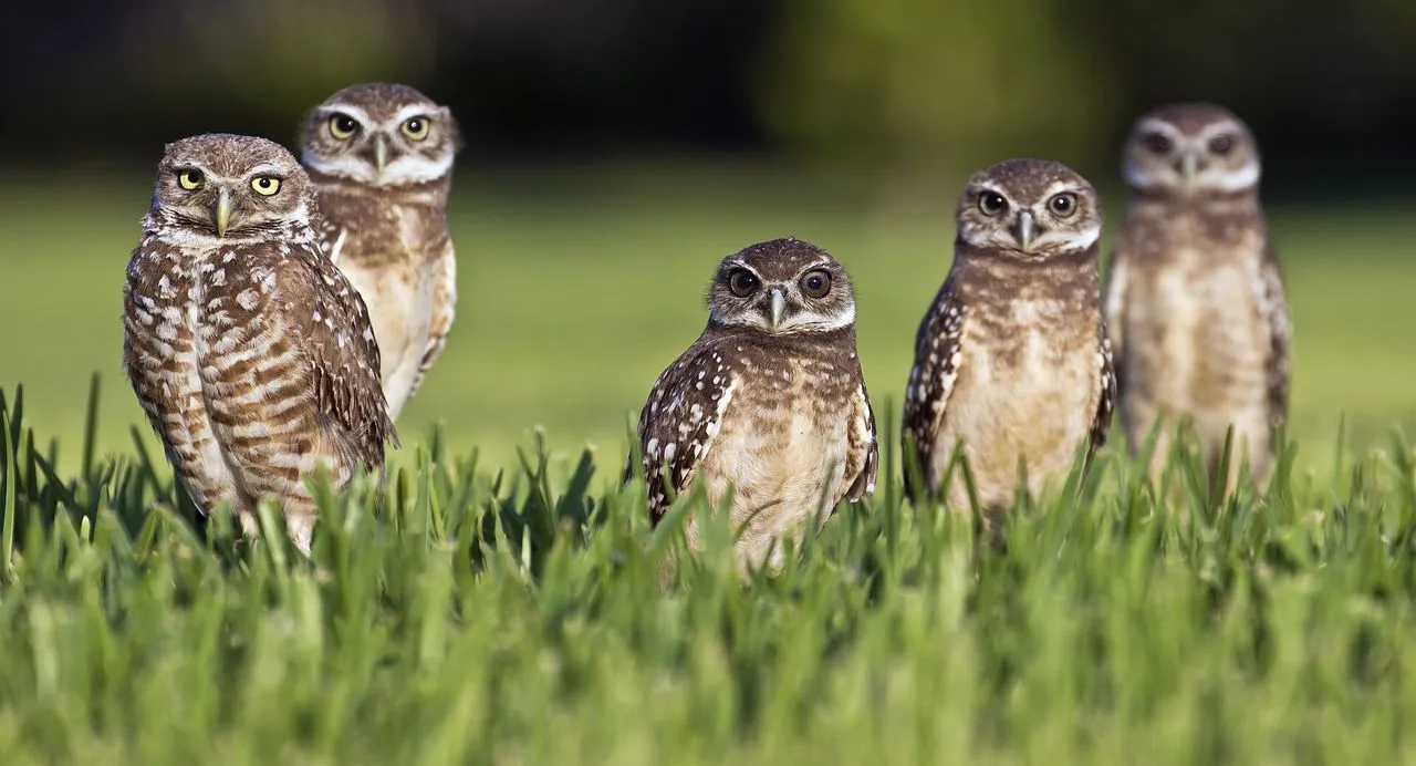 Burrowing Owl (Athene cunicularia): The Open-country Ground Owl