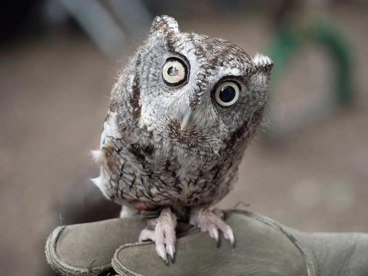 Eastern Screech-Owl (Megascops asio): Identification, Calls & Cavity Use