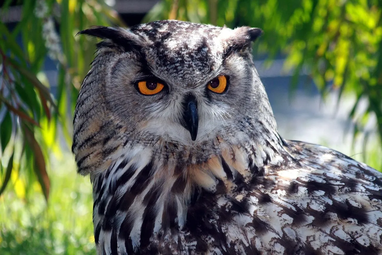Eurasian Eagle-Owl (Bubo bubo): Europe's Largest Owl