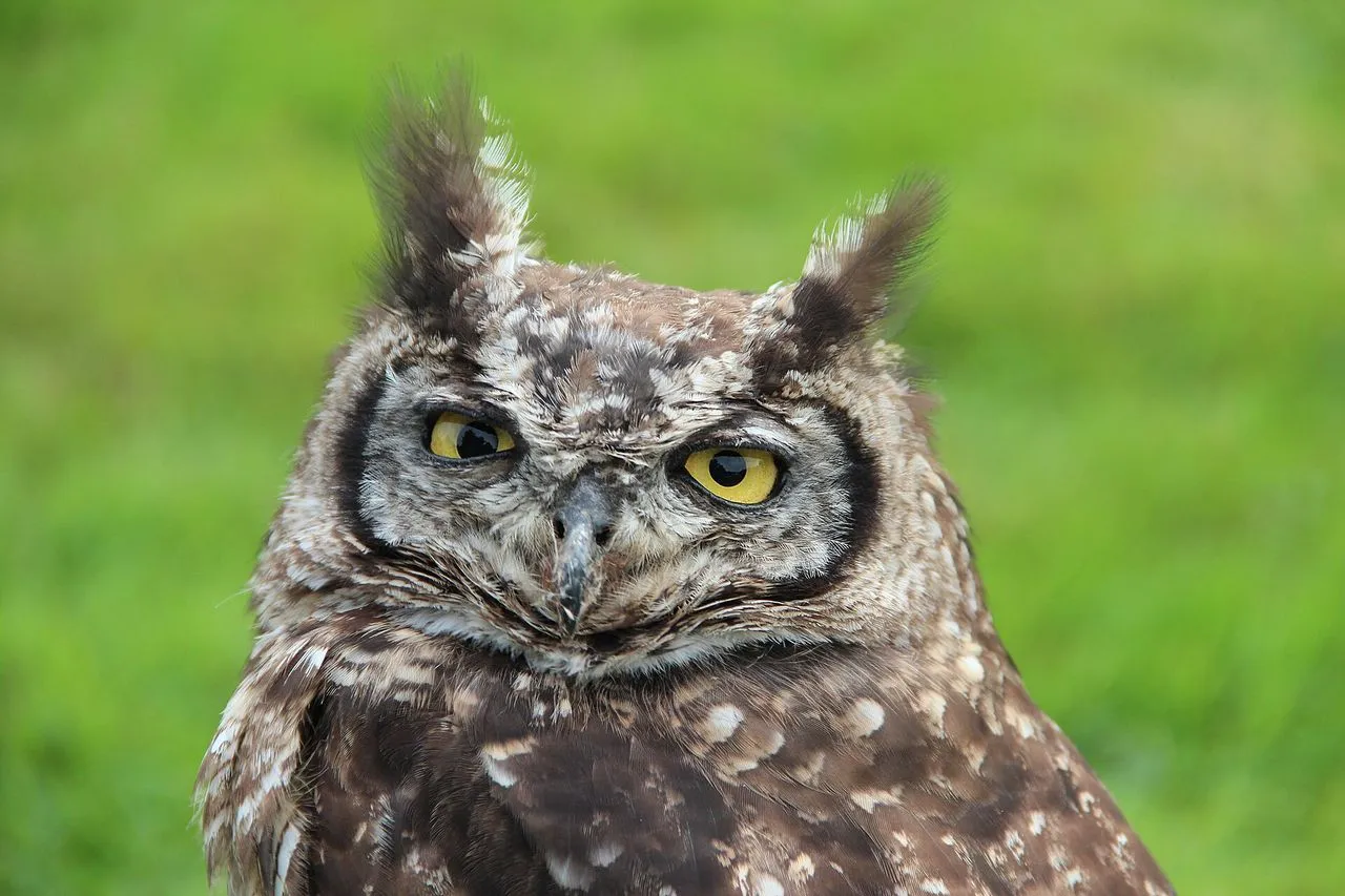 Great Horned Owl (Bubo virginianus): Identification, Voice & Behaviour