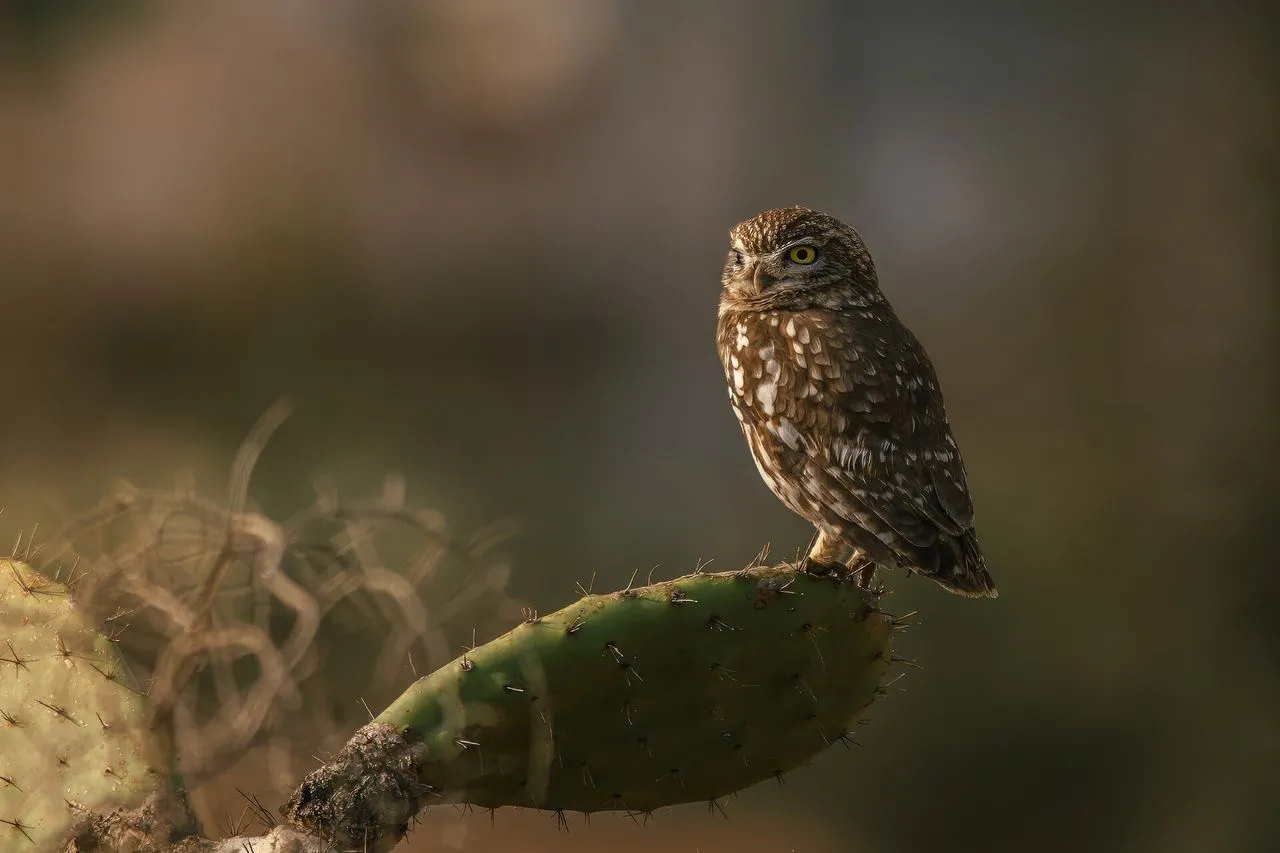 Little Owl (Athene noctua): Introduced and Established in Britain