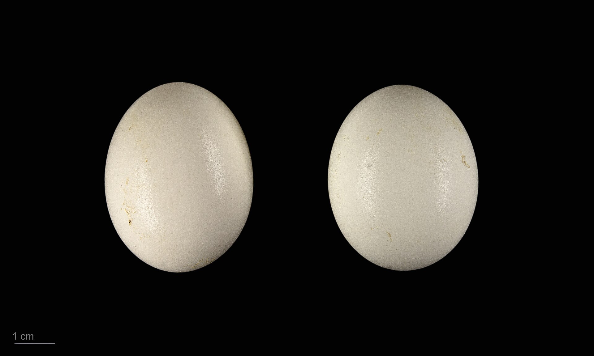 Eastern vs Western Screech-Owl: Bill Colour Decides It