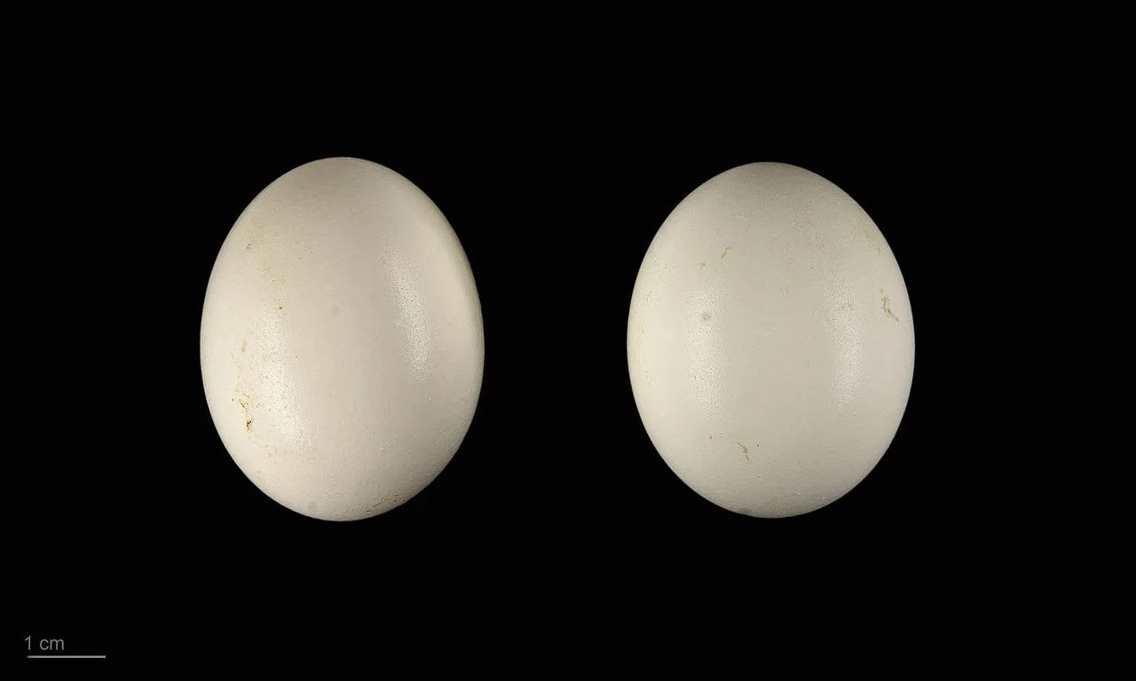 Eastern vs Western Screech-Owl: Bill Colour Decides It