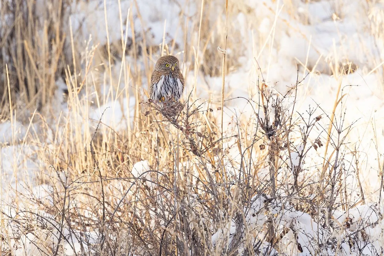 Northern Pygmy-Owl (Glaucidium gnoma): Diurnal Songbird Hunter