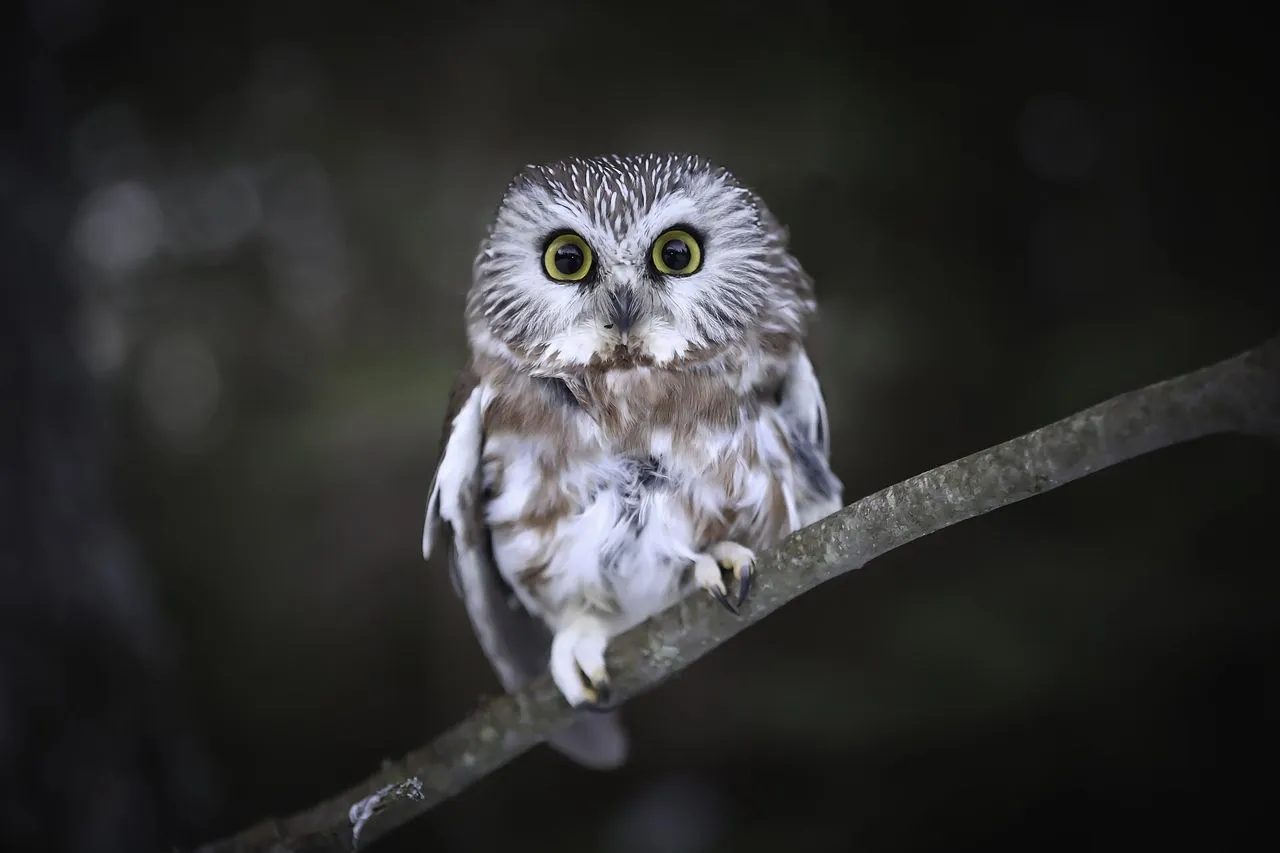 Northern Saw-whet Owl (Aegolius acadicus): The Tiny Migratory Owl