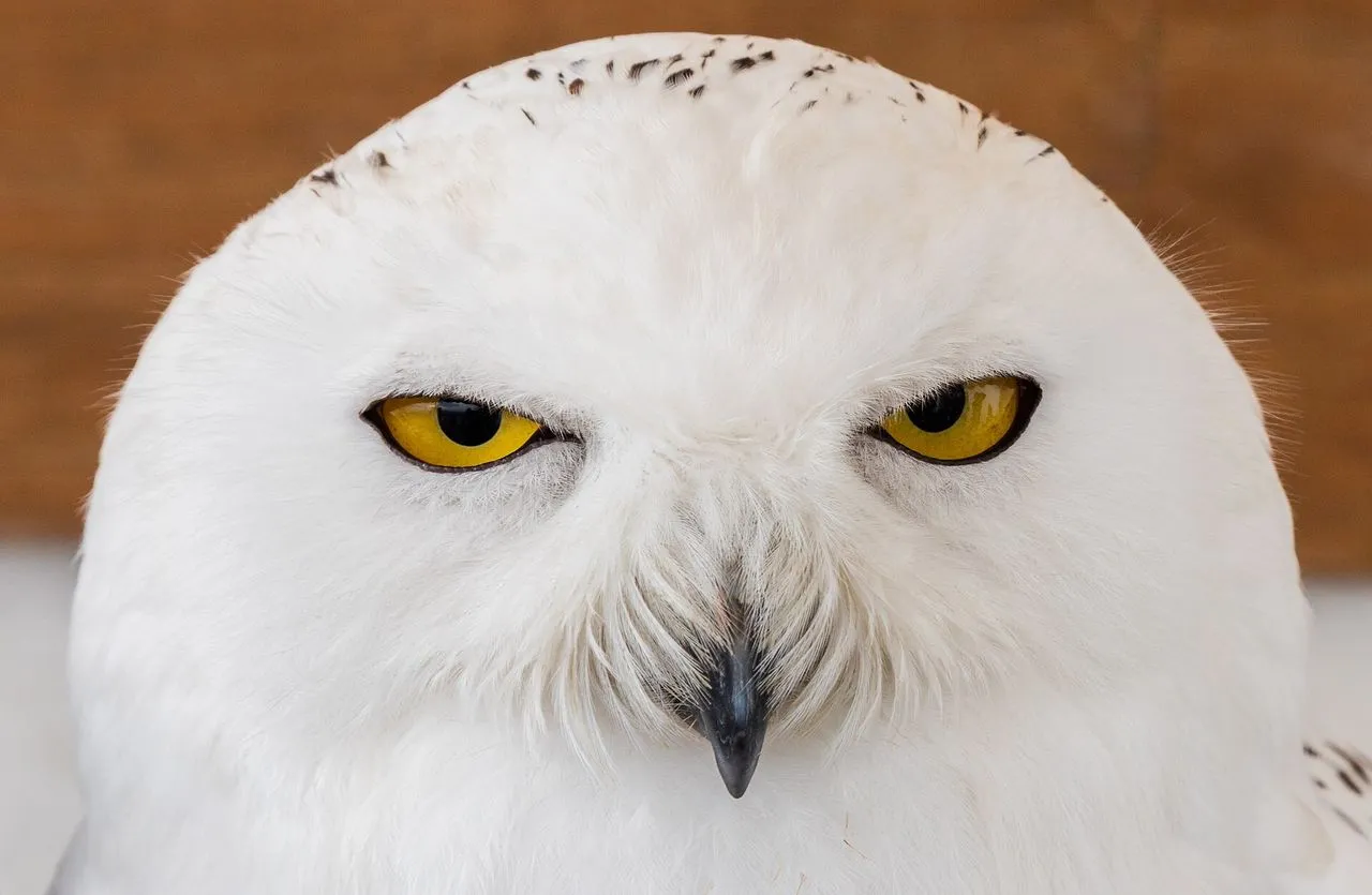 Snowy Owl (Bubo scandiacus): Arctic Hunter in Lemming Cycles