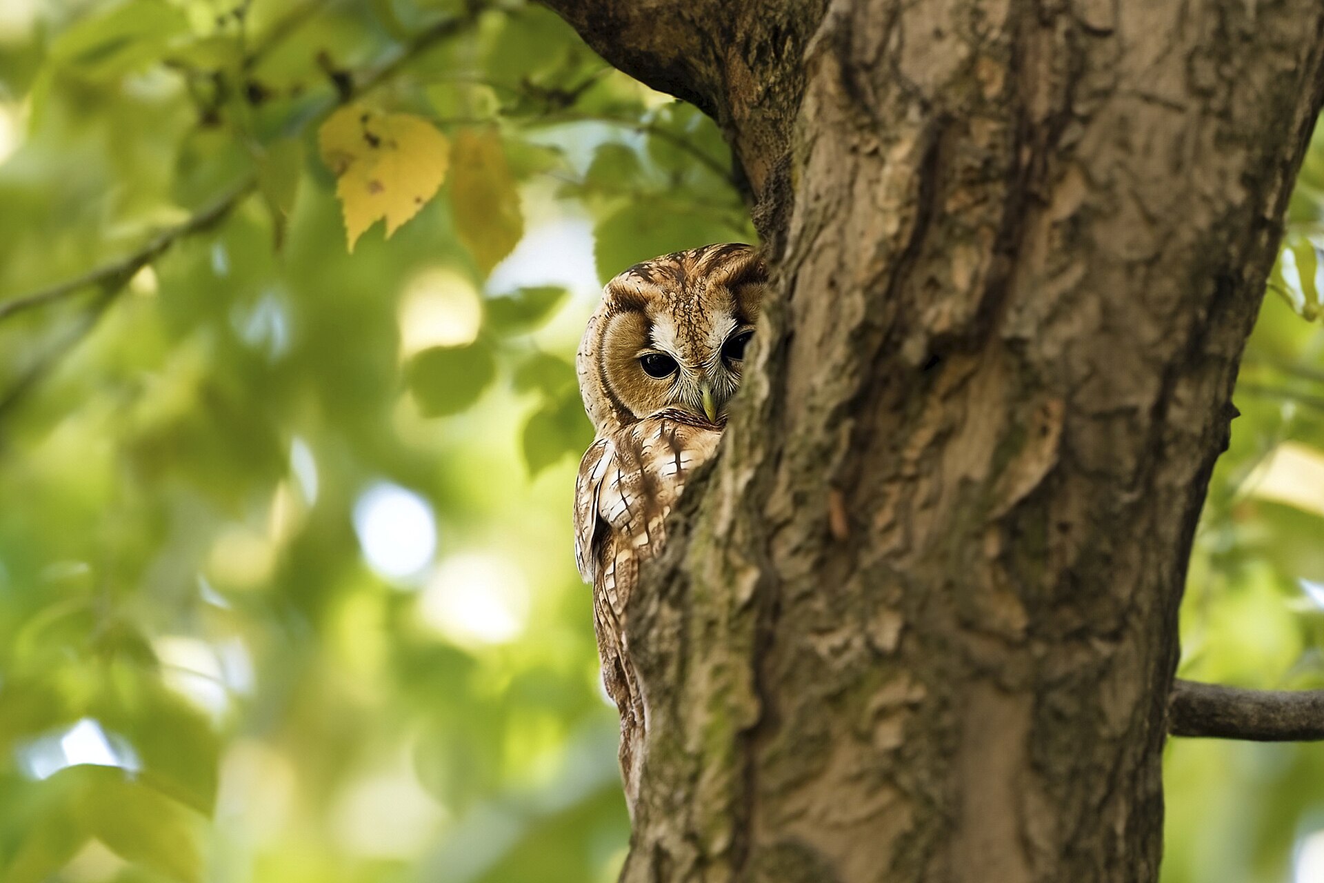Why Is an Owl Calling at Night?