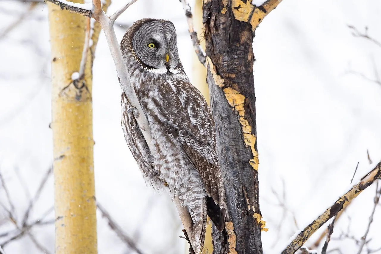 The Complete Owls Guide: Identification, Calls & Where to Find Them