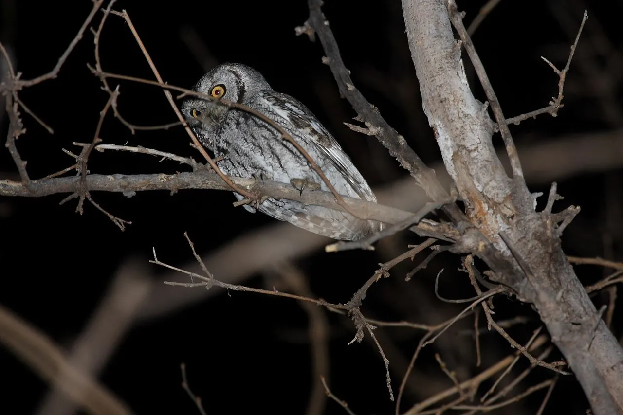 Western Screech-Owl (Megascops kennicottii): The Western Cousin
