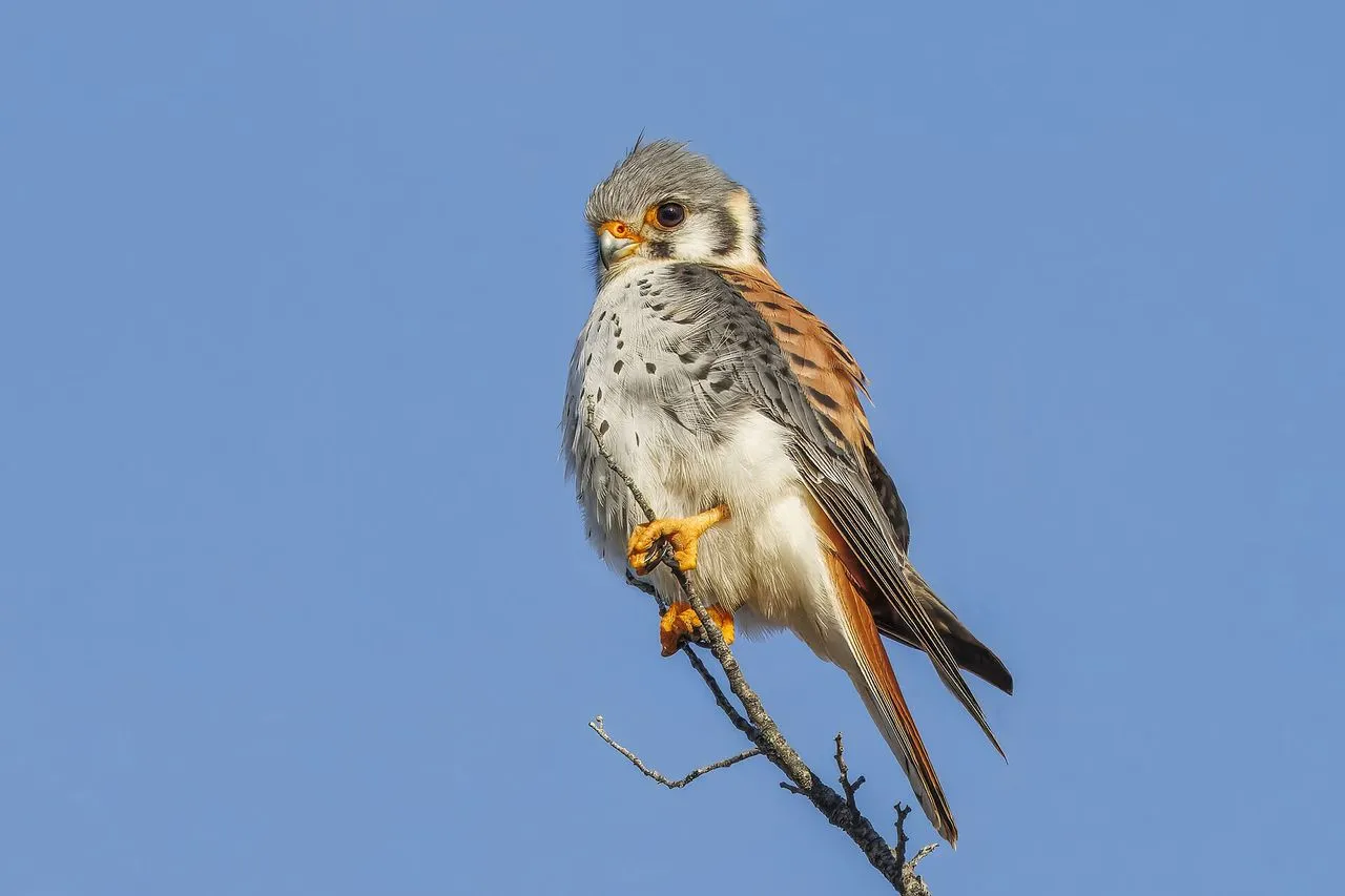 American Kestrel (Falco sparverius): Identification & Why It's Declining