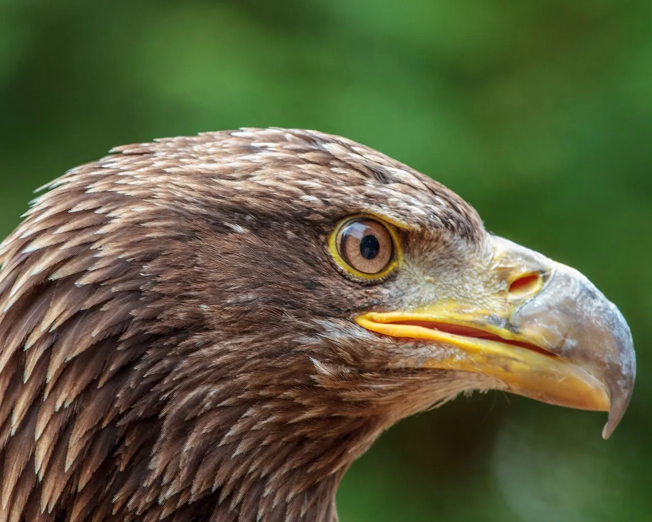 Bald Eagle (Haliaeetus leucocephalus): Recovery & Identification