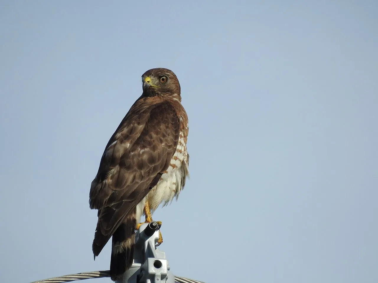 Broad-winged Hawk (Buteo platypterus): Migrant of the Kettle
