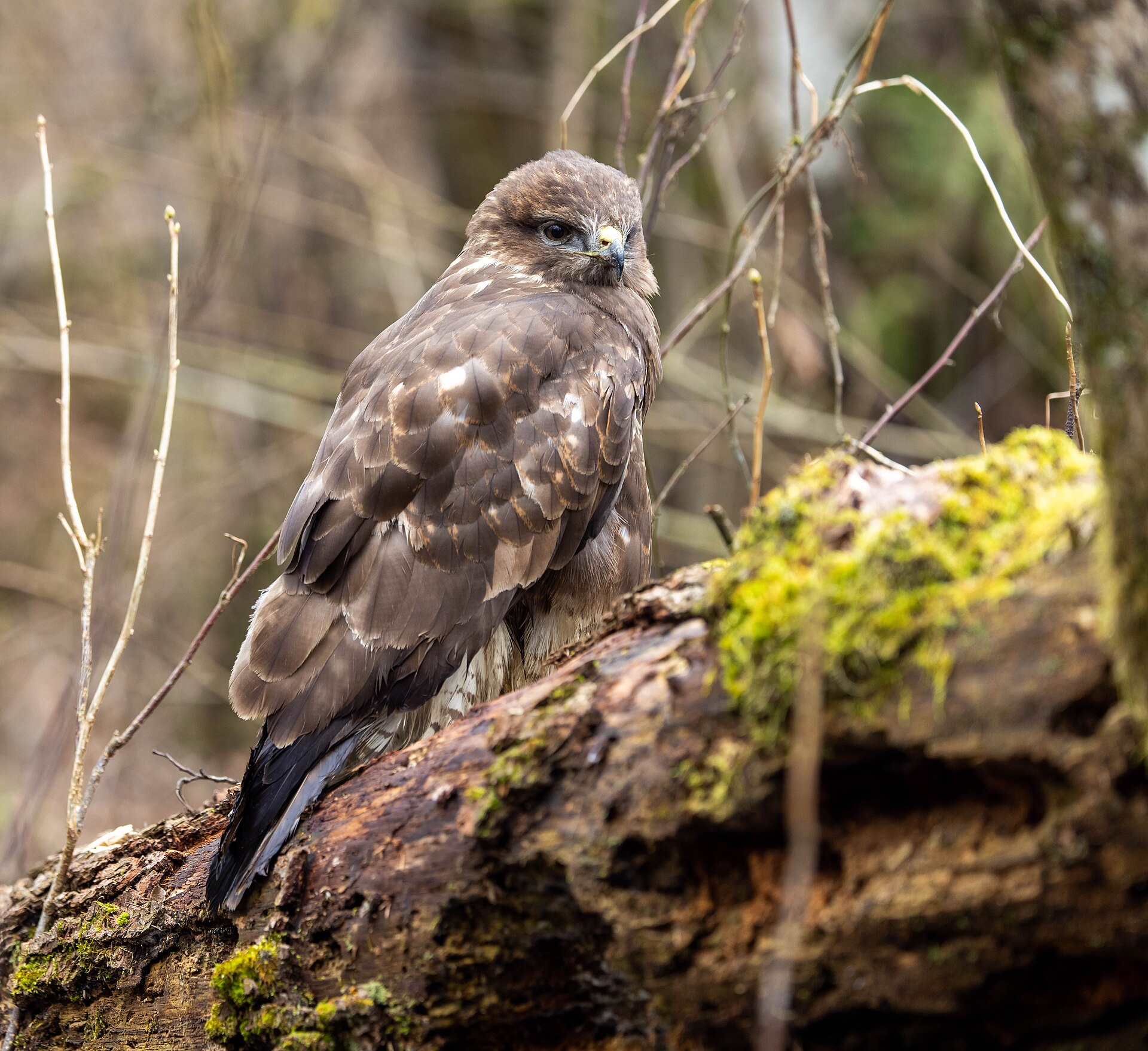 Cooper's Hawk vs Sharp-shinned Hawk: The Accipiter Diagnostic