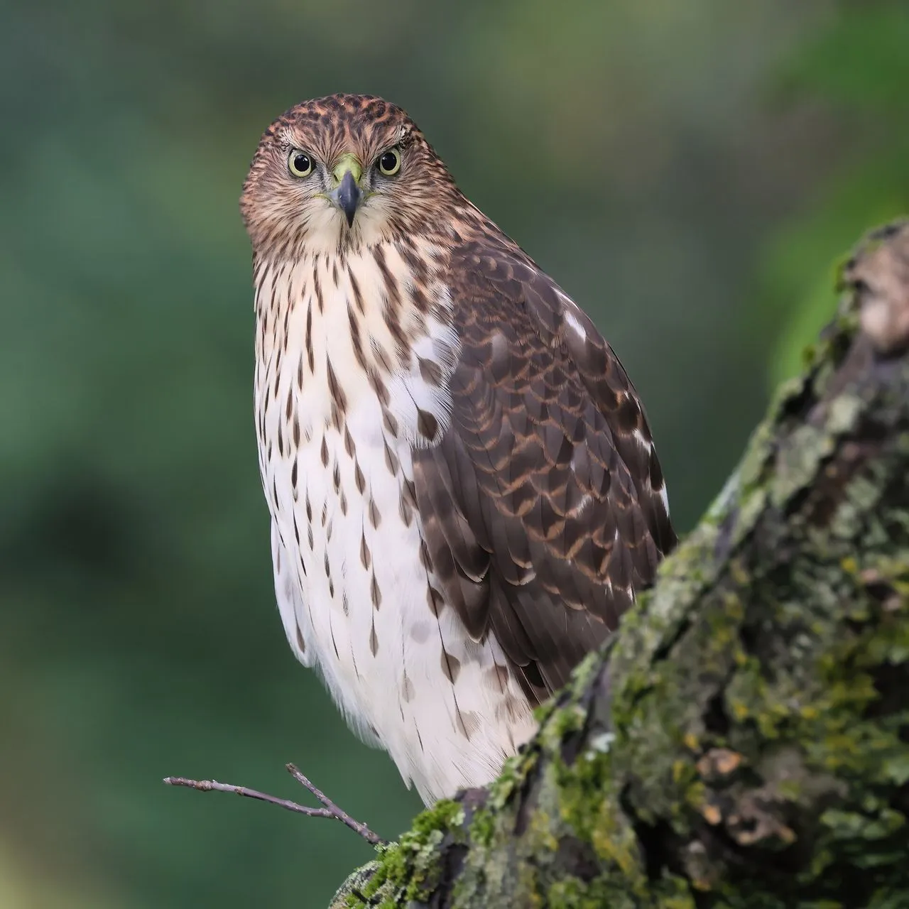 Cooper's Hawk (Accipiter cooperii): Identification & Backyard Predator