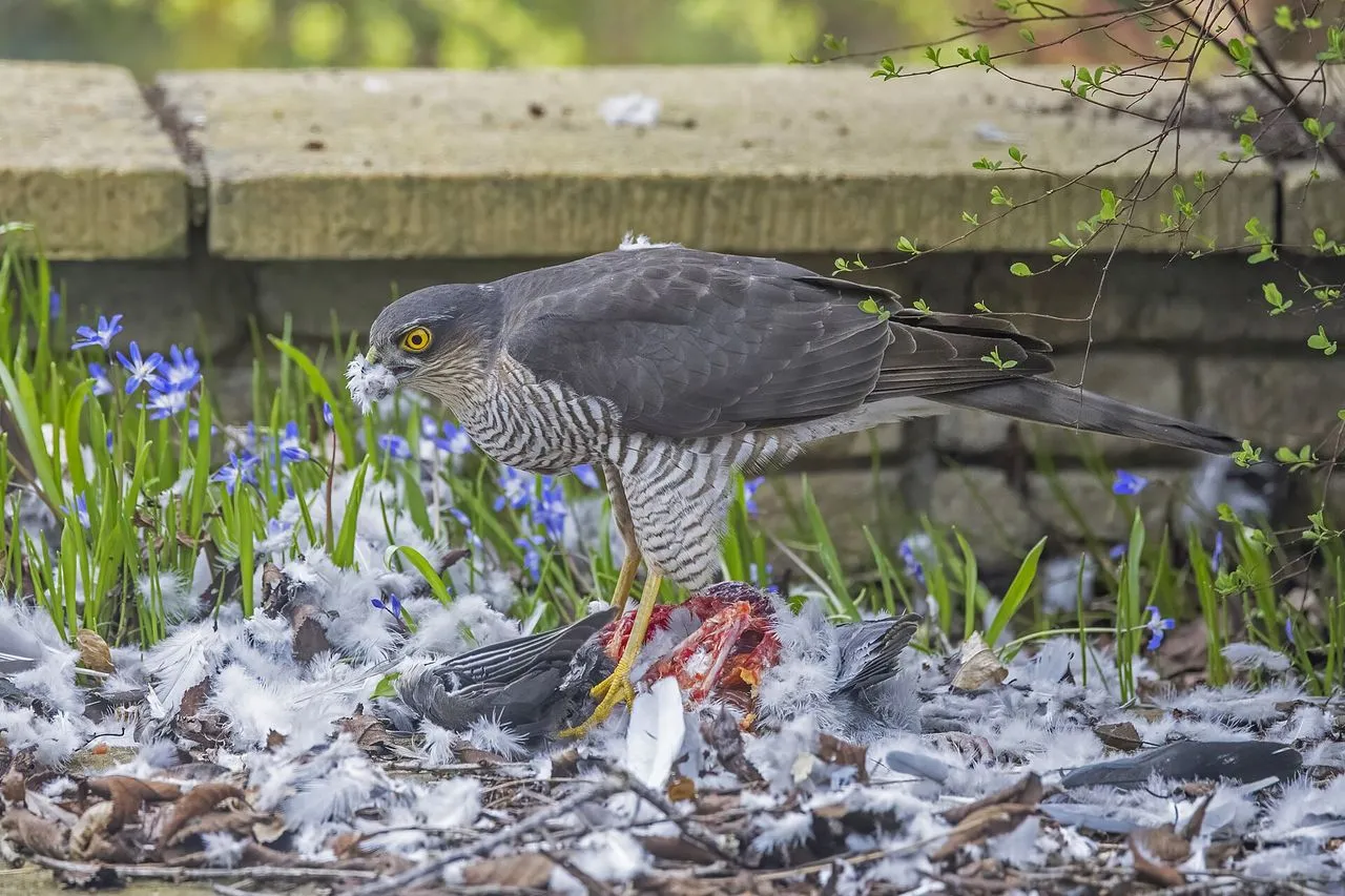 Eurasian Sparrowhawk (Accipiter nisus): The Garden's Bird-hunting Accipiter