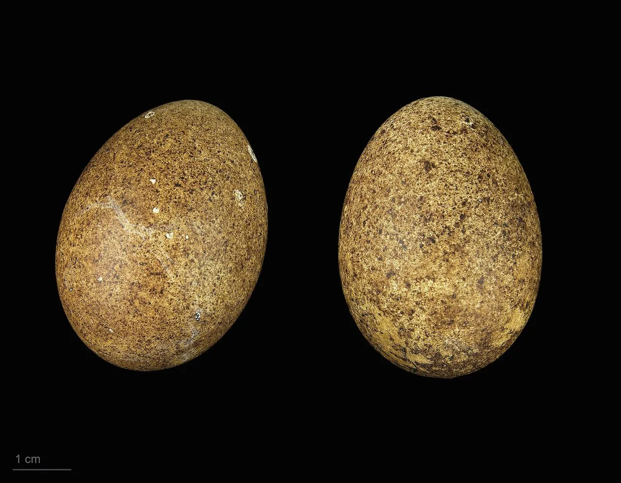 Merlin (Falco columbarius): The Compact, Fast Falcon