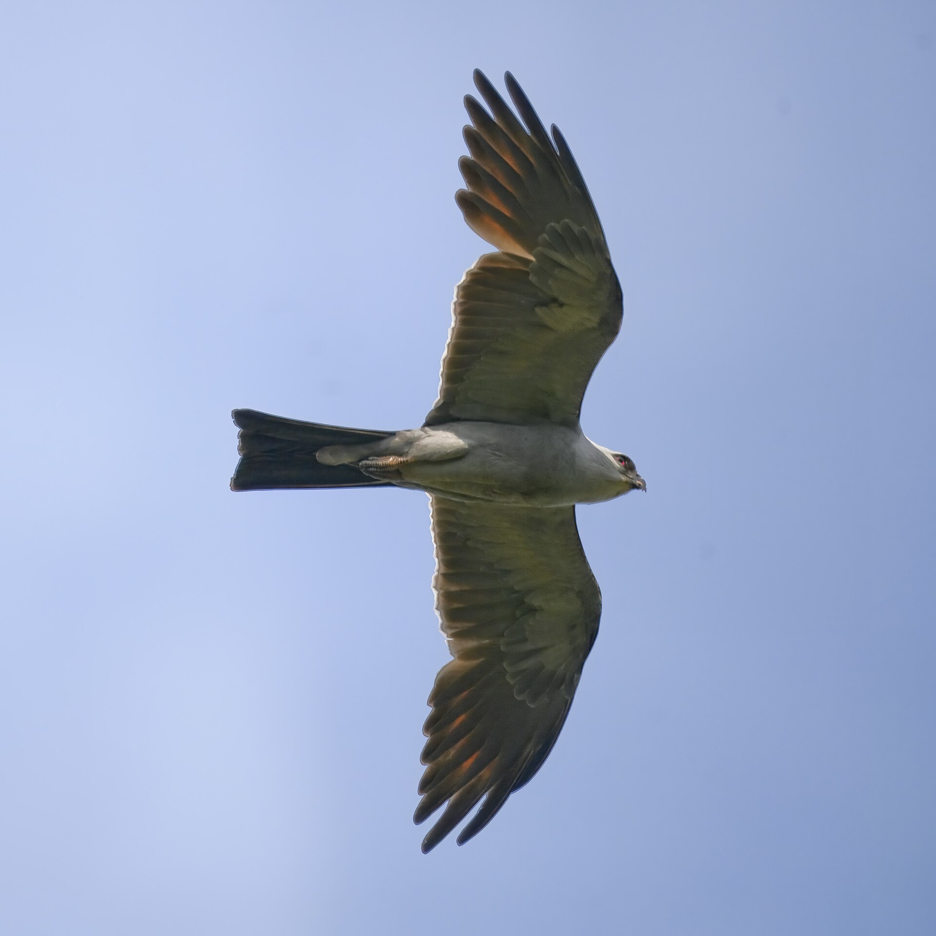 Northern Goshawk (Accipiter gentilis): The Forest Accipiter