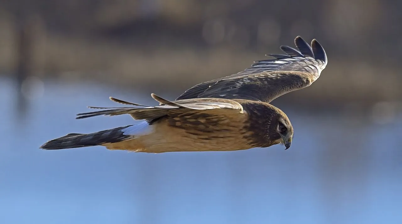 Northern Harrier (Circus hudsonius): The Owl-faced Harrier