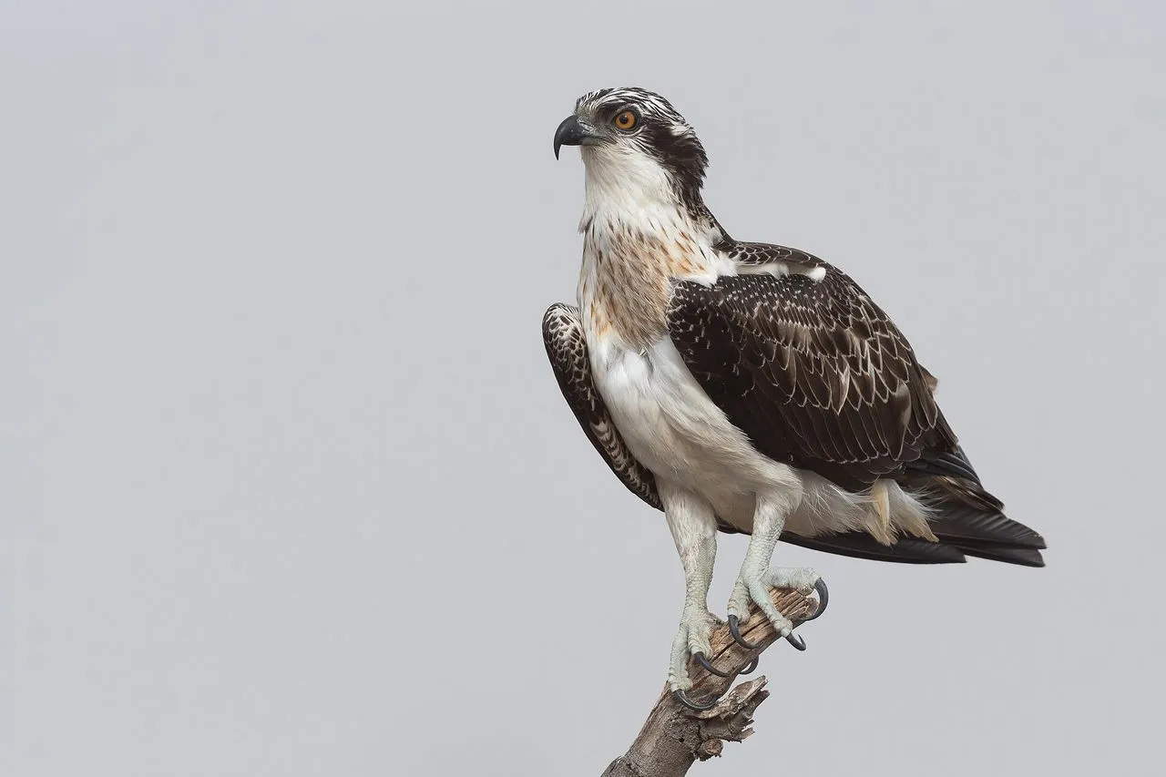 Osprey (Pandion haliaetus): The Specialised Fish Hawk