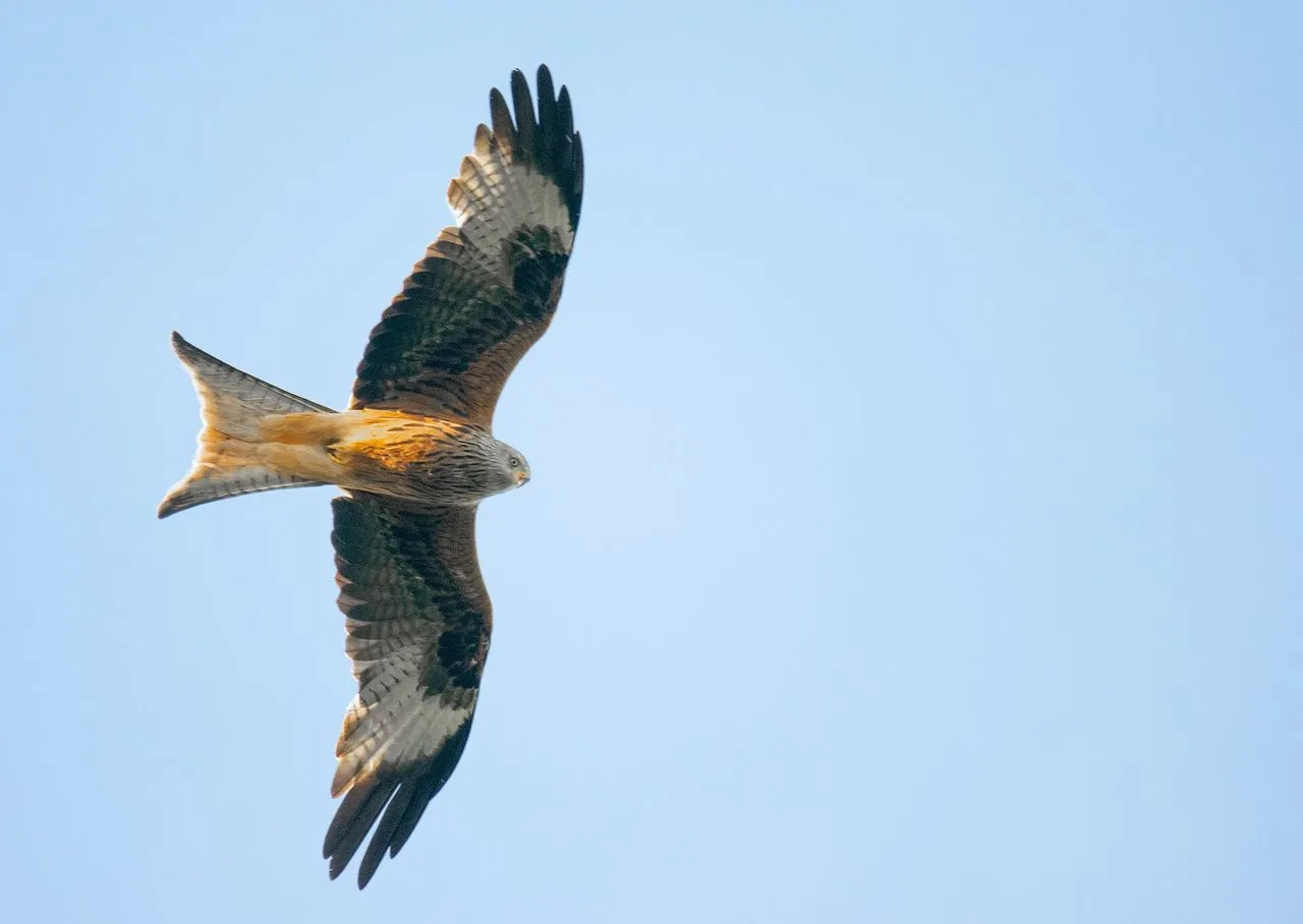 Red Kite (Milvus milvus): A British Conservation Success