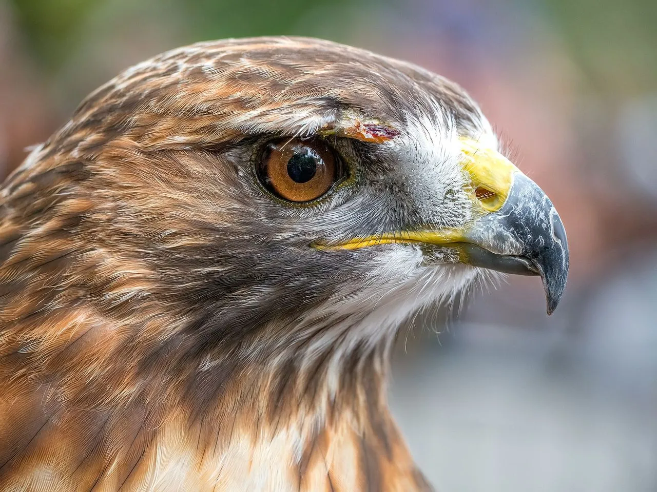 Red-tailed Hawk (Buteo jamaicensis): Identification & Hunting Behaviour