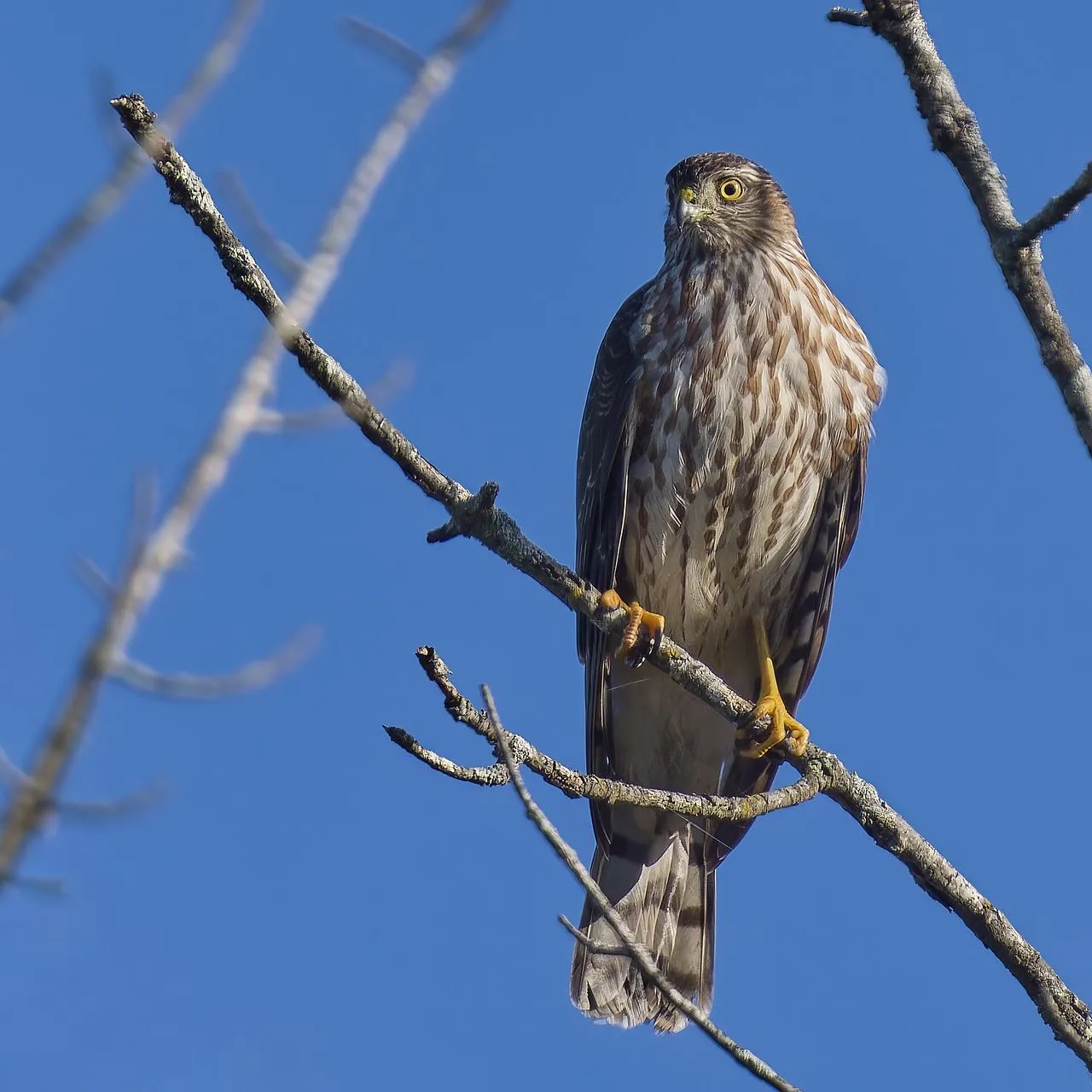Sharp-shinned Hawk (Accipiter striatus): The Smaller Accipiter