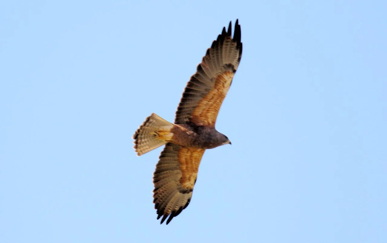 Swainson's Hawk (Buteo swainsoni): Long-distance Buteo Migrant