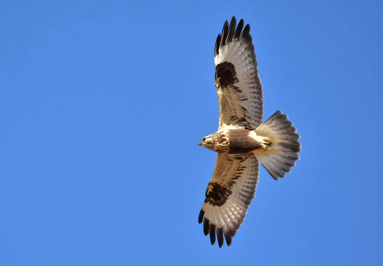 The Complete Raptors Guide: Hawks, Falcons, Eagles & Kites