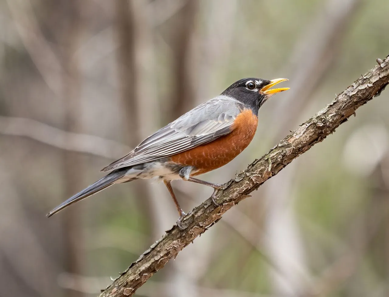 American Robin (Turdus migratorius): Identification, Song & Garden Behaviour