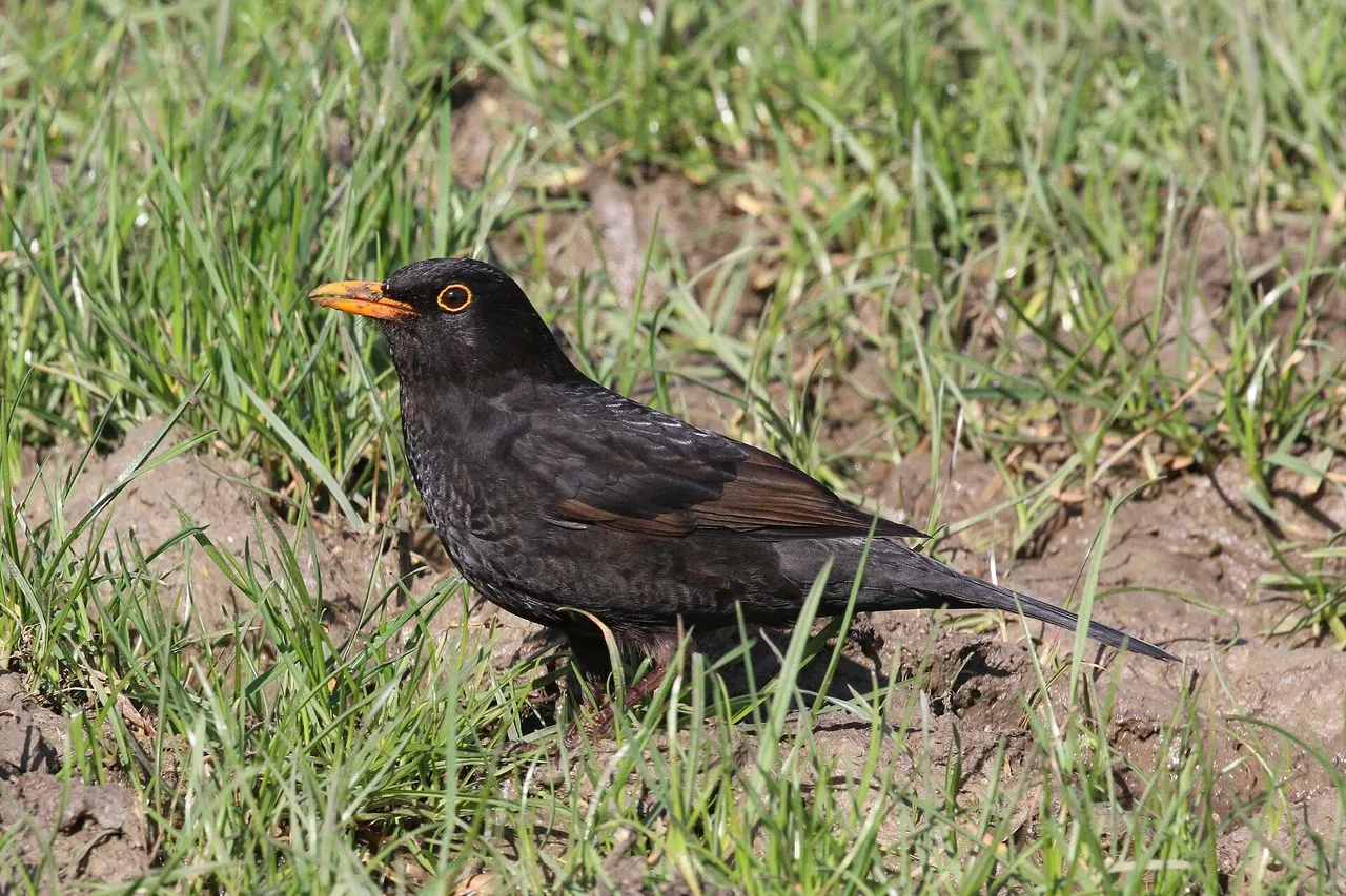 Common Blackbird (Turdus merula): The Garden's Other Robin