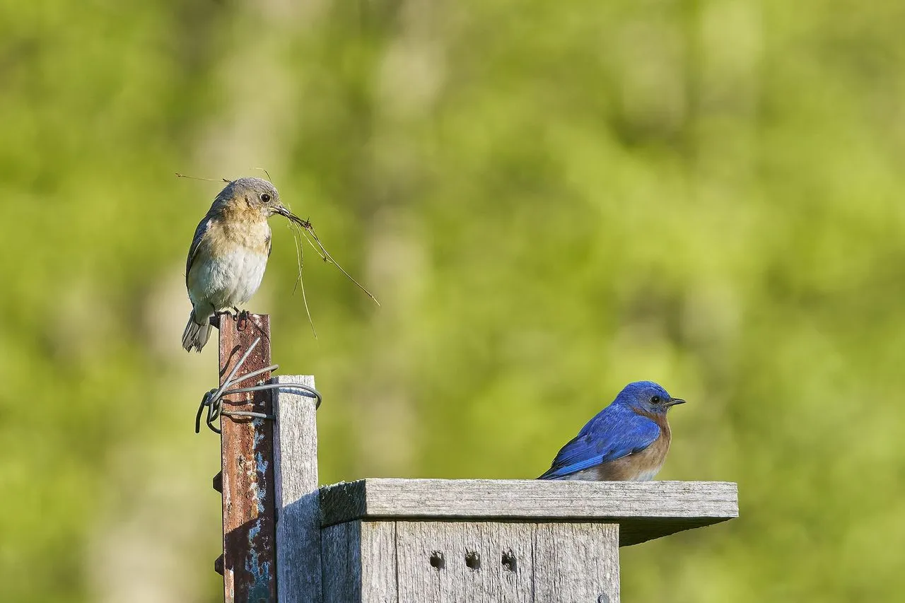 Eastern Bluebird (Sialia sialis): Identification, Nest Boxes & Recovery