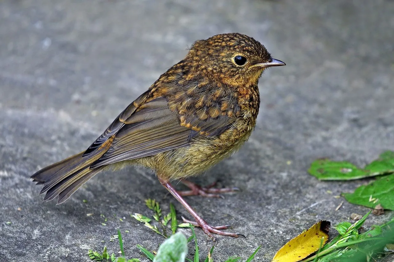 European Robin (Erithacus rubecula): Garden Companion of the Old World