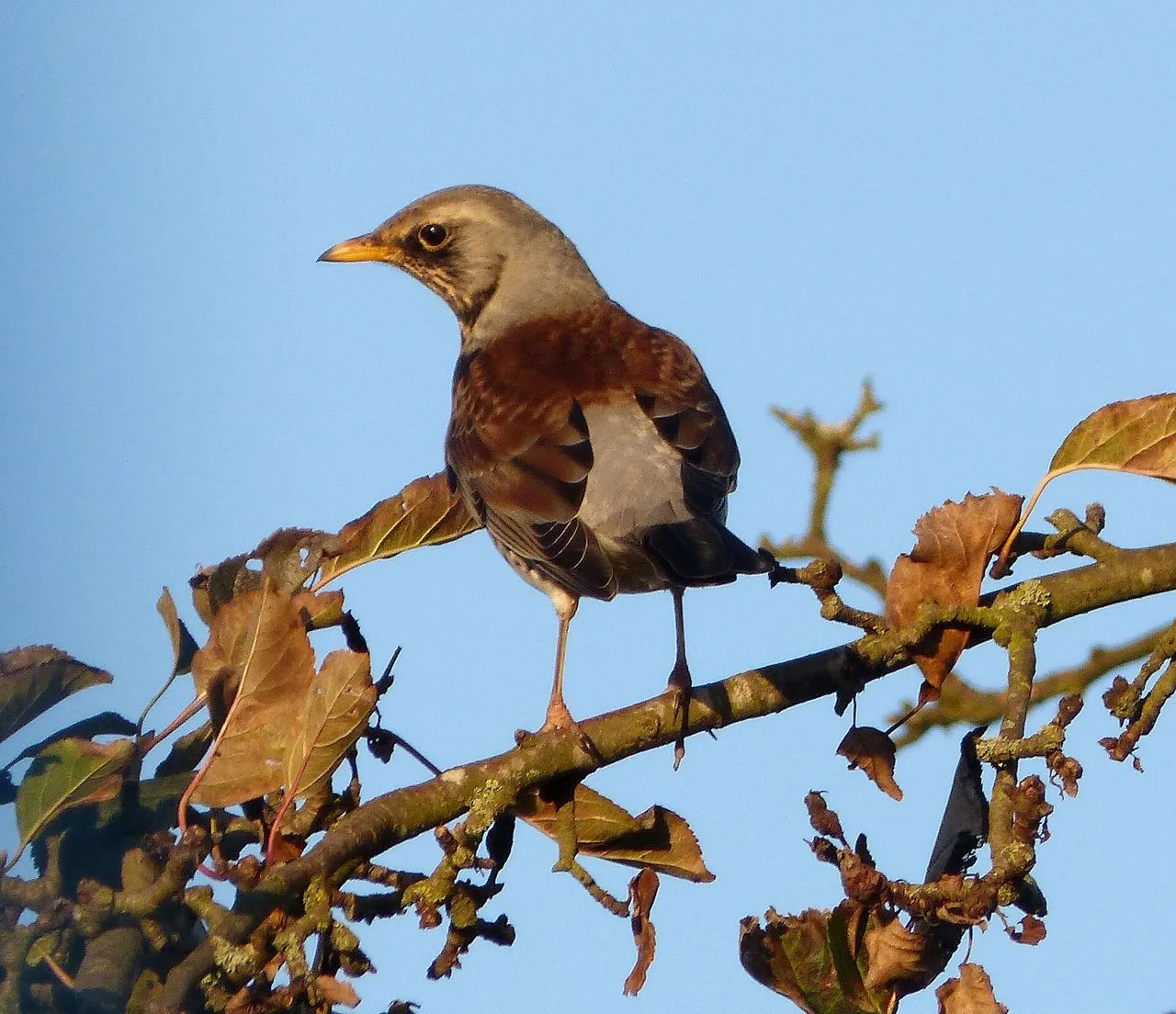 Fieldfare (Turdus pilaris): Nordic Winter Visitor in Apple Orchards