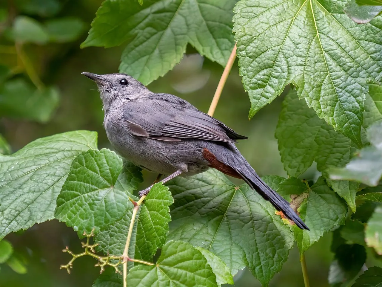 Gray Catbird (Dumetella carolinensis): The Mimic of the Hedge