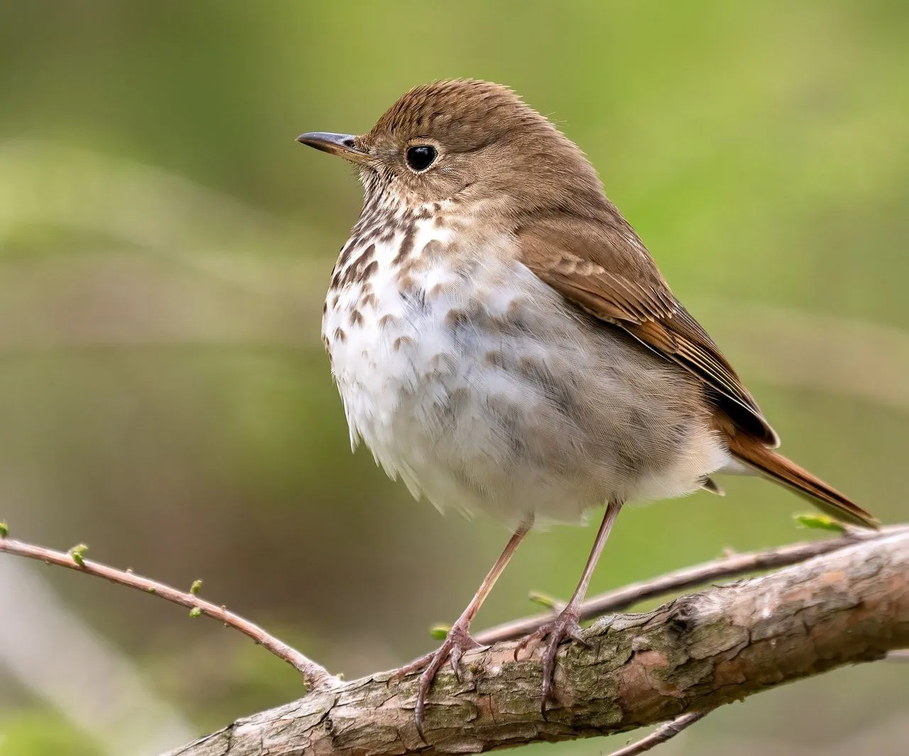 Hermit Thrush (Catharus guttatus): Identification, Song & Tail-flicking