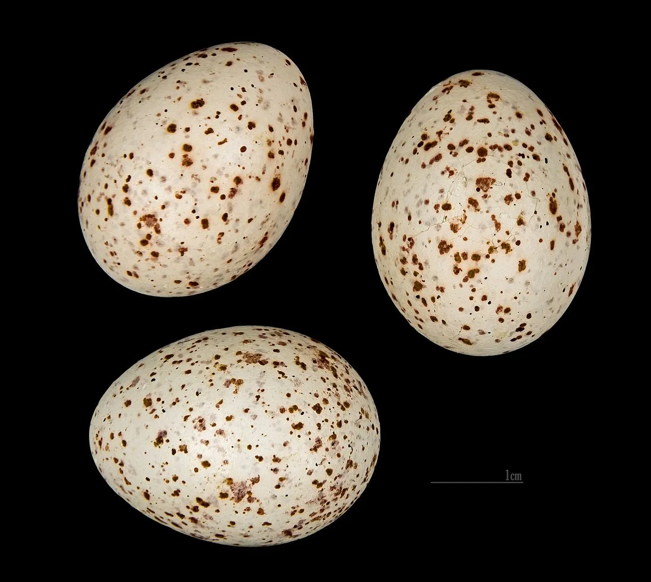 Mistle Thrush (Turdus viscivorus): The Storm Cock