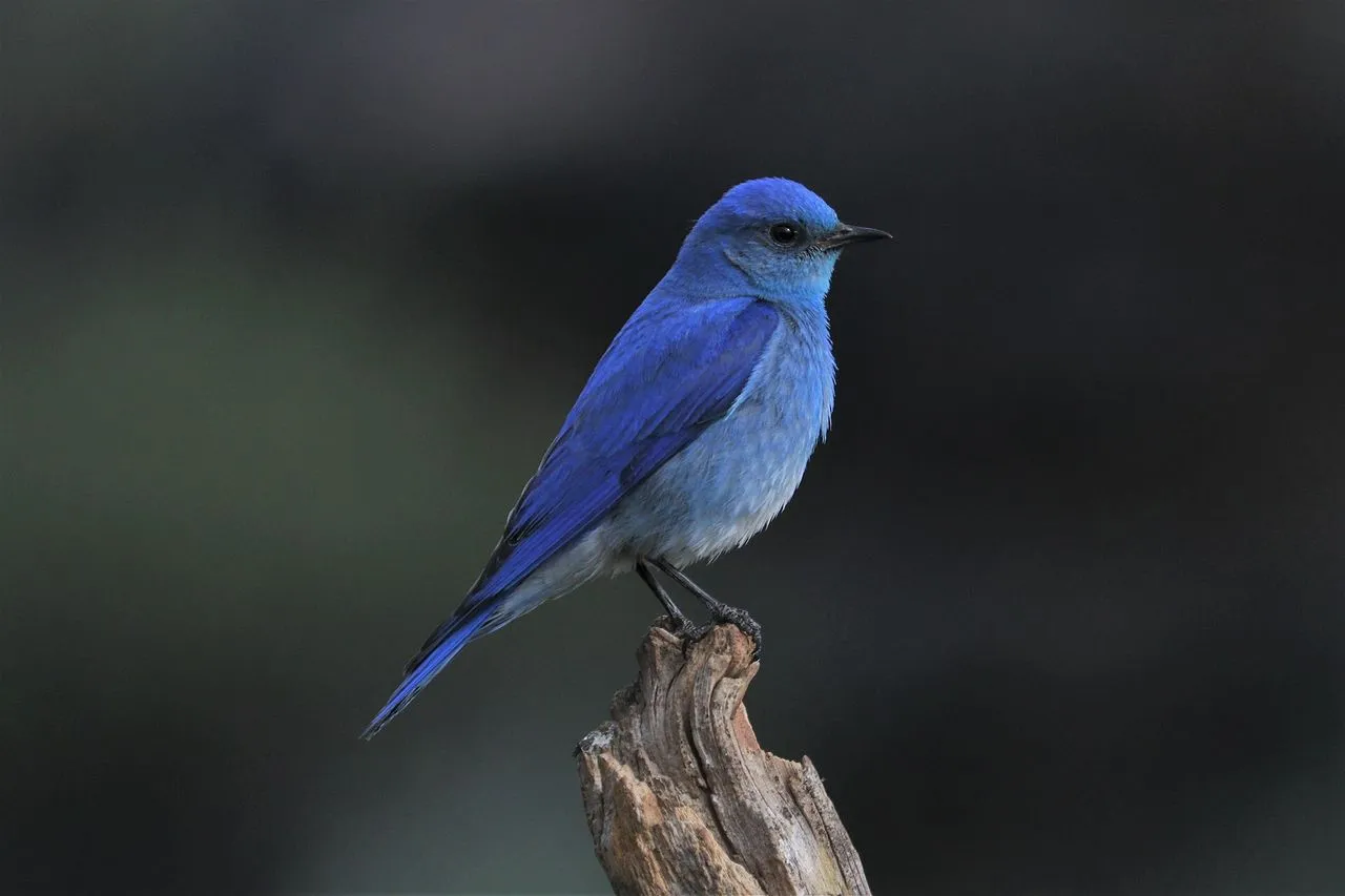 Mountain Bluebird (Sialia currucoides): Open-country Cavity Nester