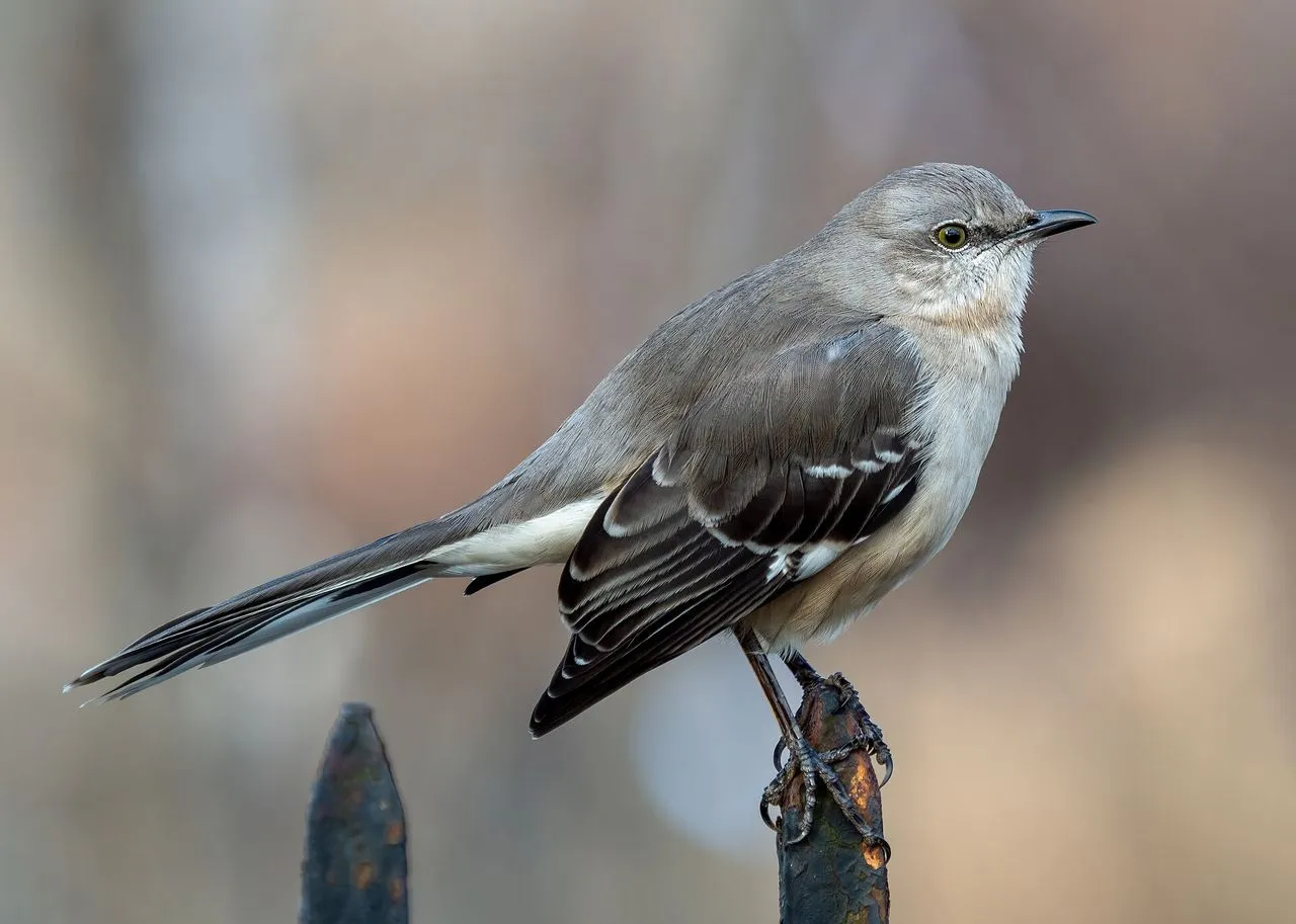 Northern Mockingbird (Mimus polyglottos): The Yard-defending Polyglot