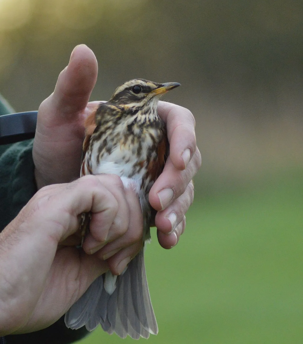 Redwing (Turdus iliacus): Winter Thrush of British Hedgerows