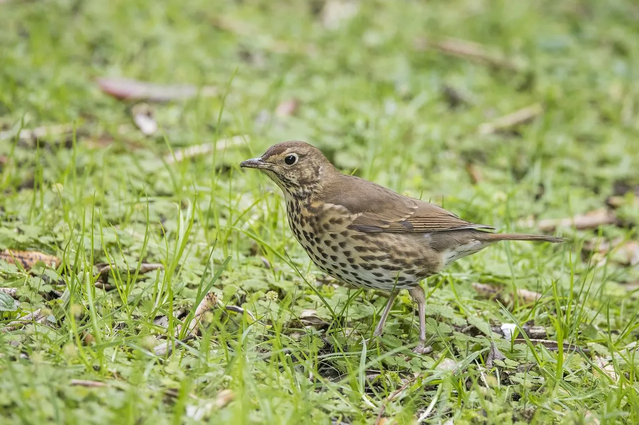 Song Thrush (Turdus philomelos): Identification, Song & Snail Anvils