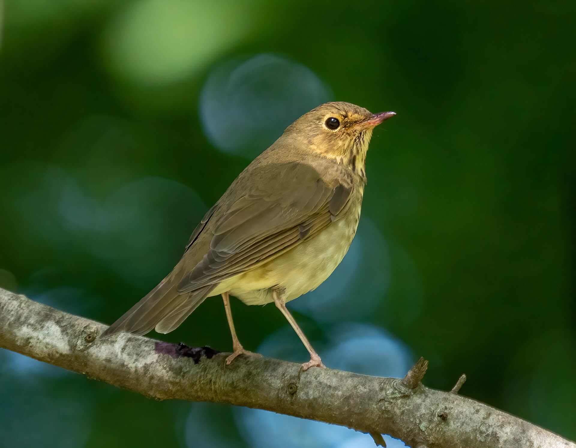American Robin vs European Robin: Two Birds, One Name