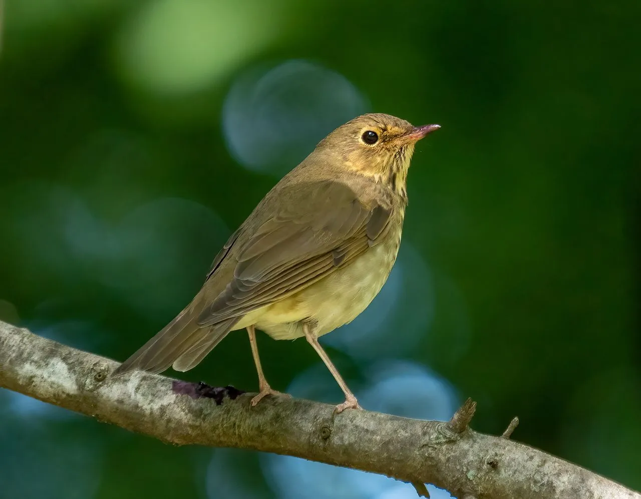 American Robin vs European Robin: Two Birds, One Name